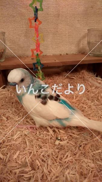 迷い鳥の写真