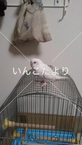 迷い鳥の写真