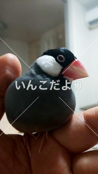 迷い鳥の写真
