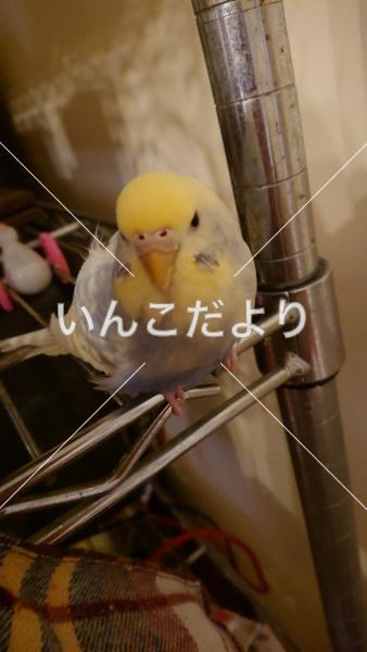迷い鳥の写真