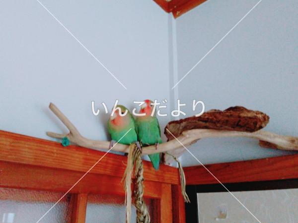 迷い鳥の写真