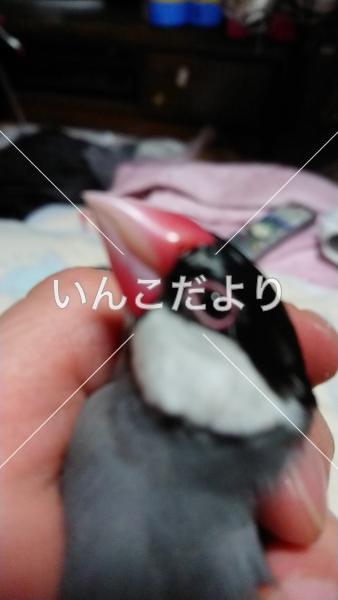 迷い鳥の写真