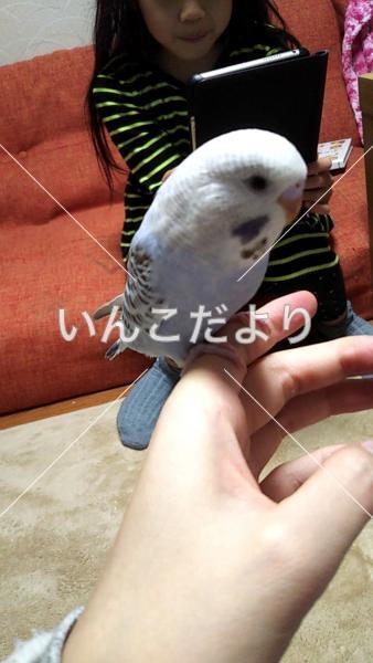 迷い鳥の写真