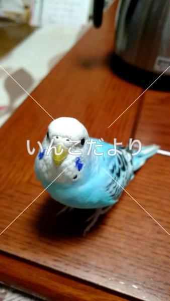 迷い鳥の写真