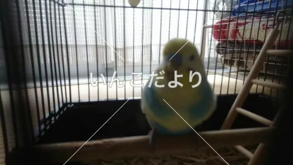 保護鳥の写真
