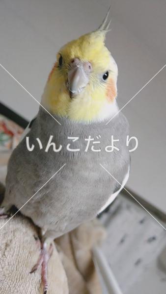 迷い鳥の写真