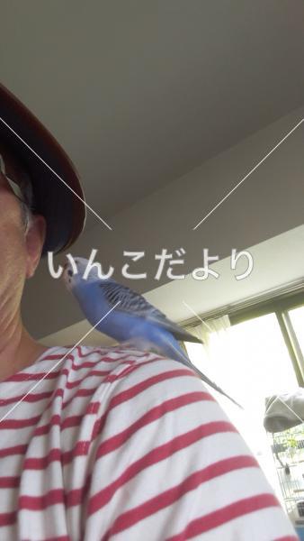 迷い鳥の写真