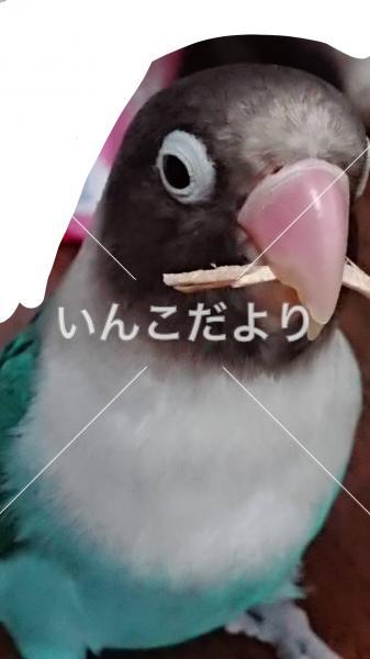 迷い鳥の写真