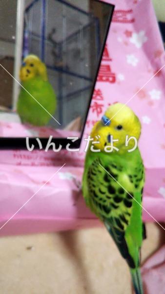 迷い鳥の写真