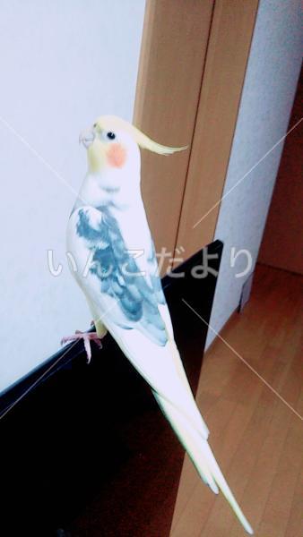 迷い鳥の写真