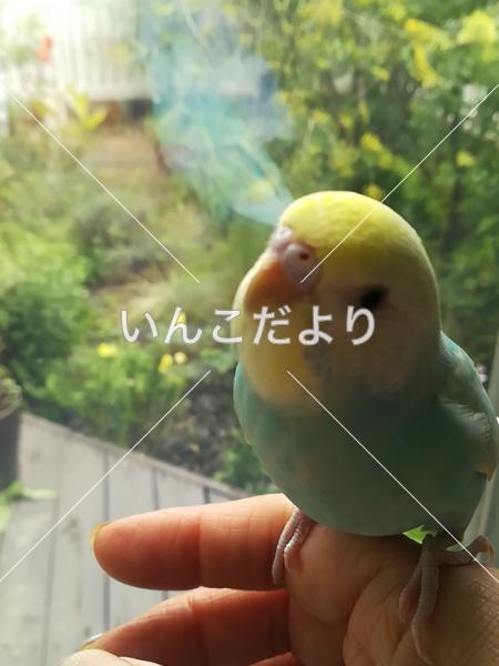 迷い鳥の写真