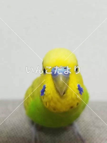 保護鳥の写真