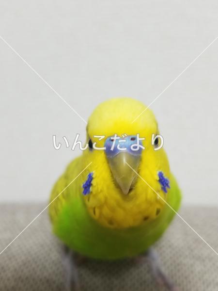 保護鳥の写真