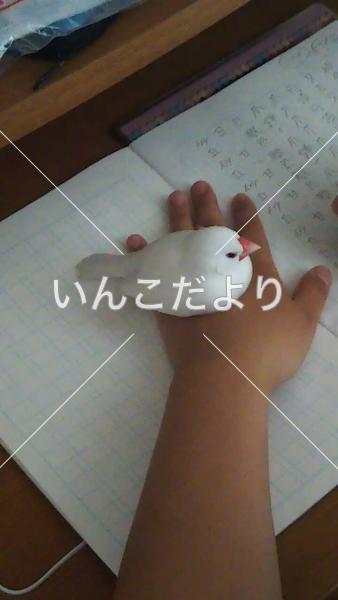 迷い鳥の写真