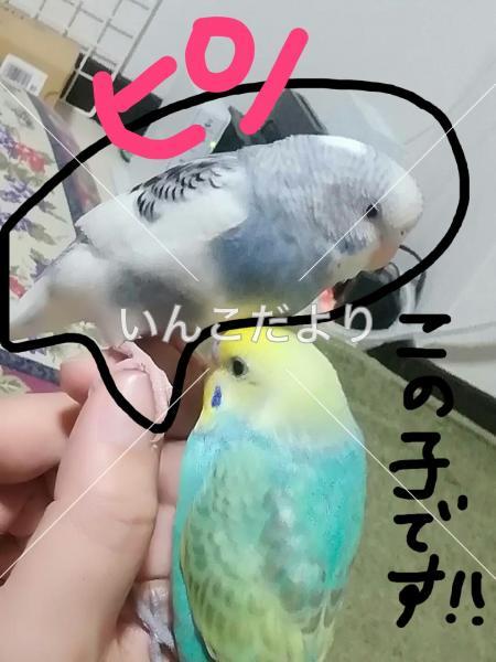 迷い鳥の写真