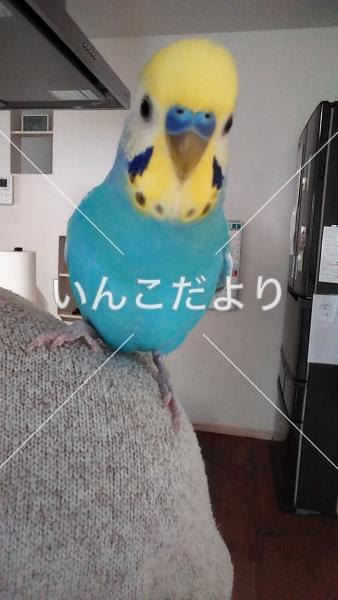 迷い鳥の写真