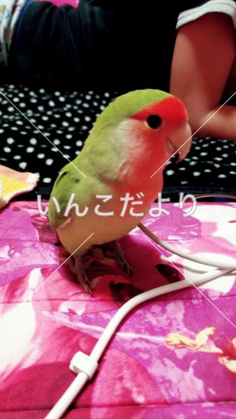 迷い鳥の写真