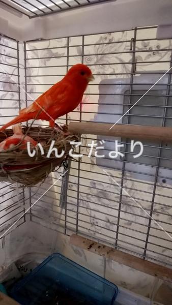 迷い鳥の写真