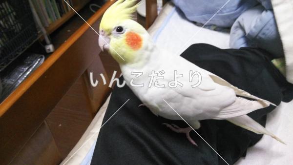 迷い鳥の写真