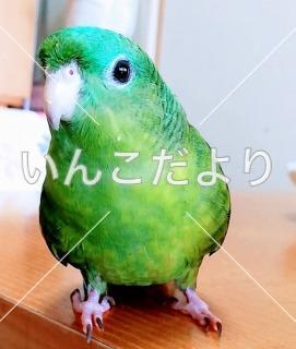 迷い鳥の写真