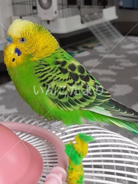 迷い鳥の写真