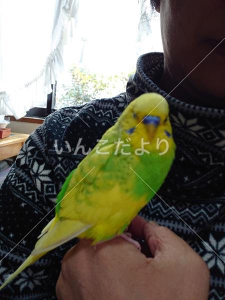 迷い鳥の写真