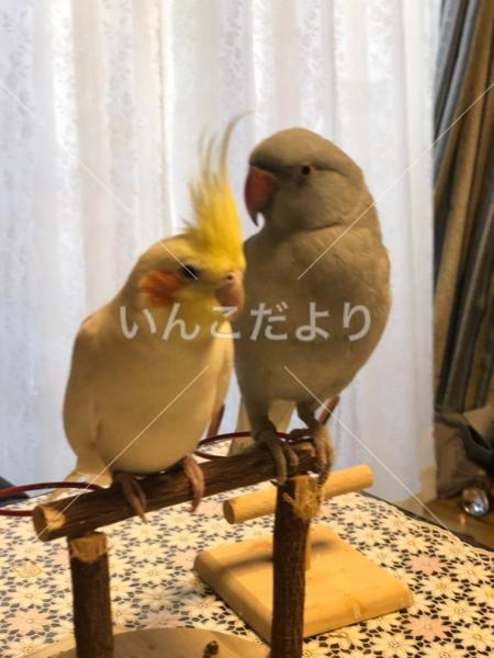 迷い鳥の写真