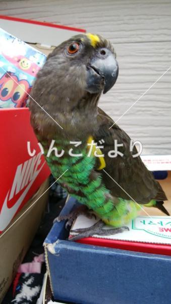 迷い鳥の写真