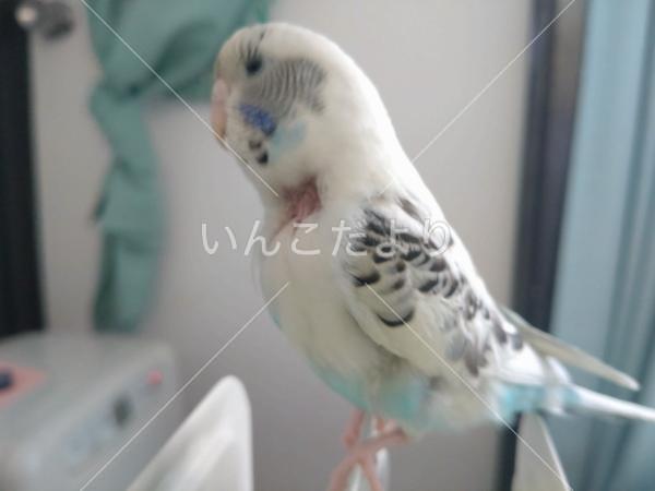 迷い鳥の写真