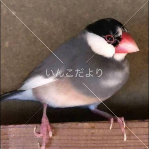 迷い鳥の写真