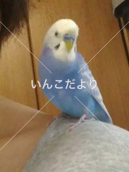 迷い鳥の写真