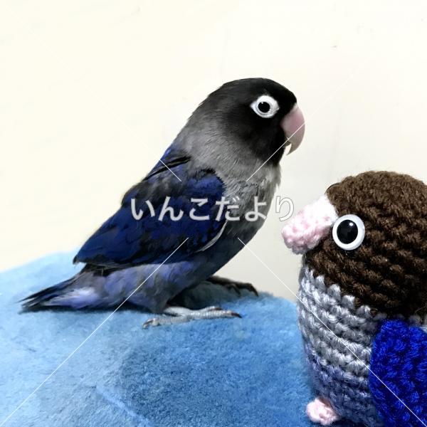 迷い鳥の写真