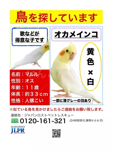 迷子鳥の画像