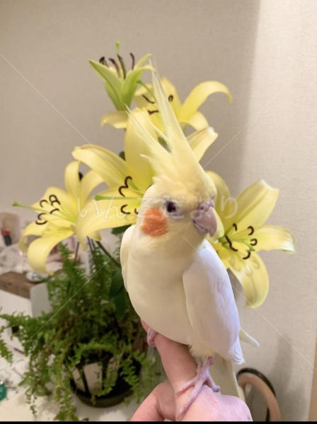迷子鳥の画像