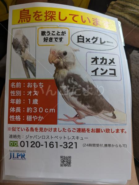 迷子鳥の画像