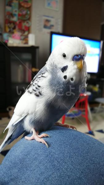 迷子鳥の画像