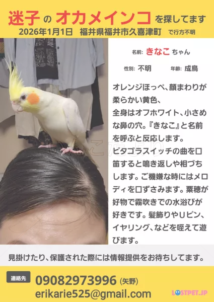 迷子鳥の画像