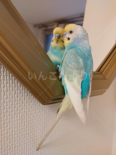 迷子鳥の画像