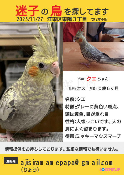 迷子鳥の画像