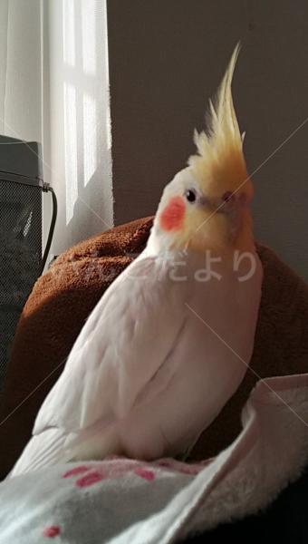 迷子鳥の画像