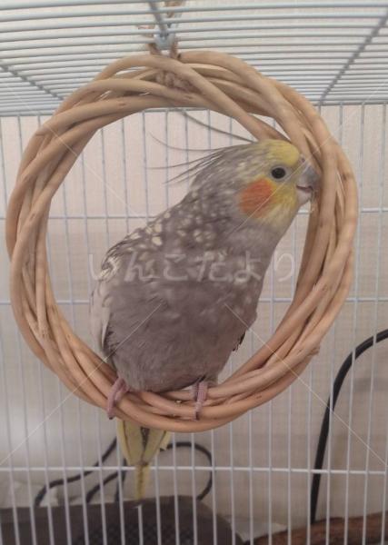 迷子鳥の画像