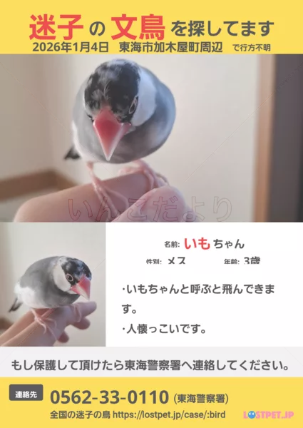 迷子鳥の画像