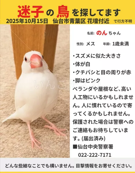 迷子鳥の画像
