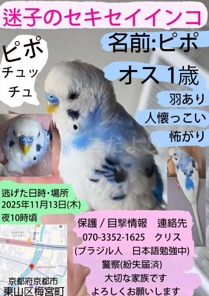 迷子鳥の画像