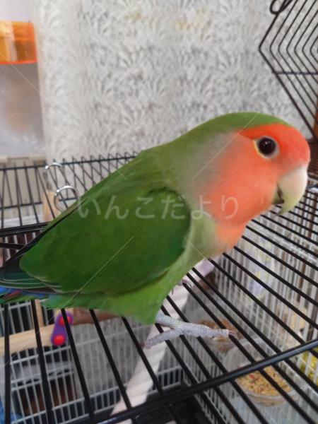迷子鳥の画像