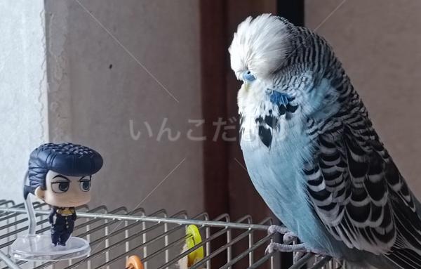 迷子鳥の画像
