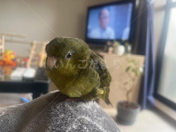 迷子鳥の画像