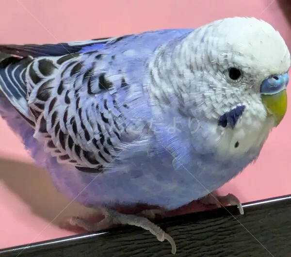 迷子鳥の画像