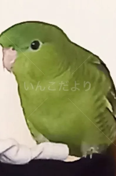 迷子鳥の画像