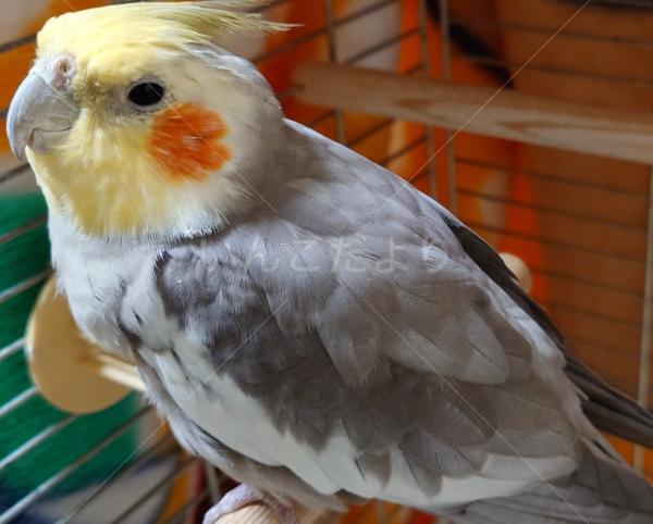 迷子鳥の画像